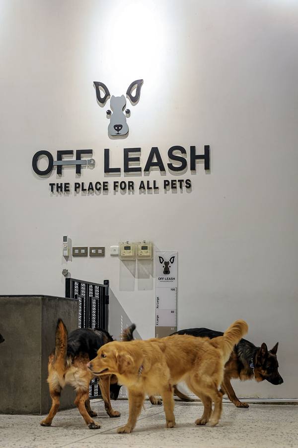 Large Dog Daycare